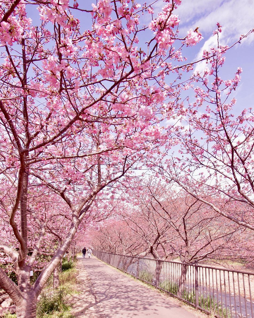 綿延的河津櫻散步道，浪漫美景一次蒐集