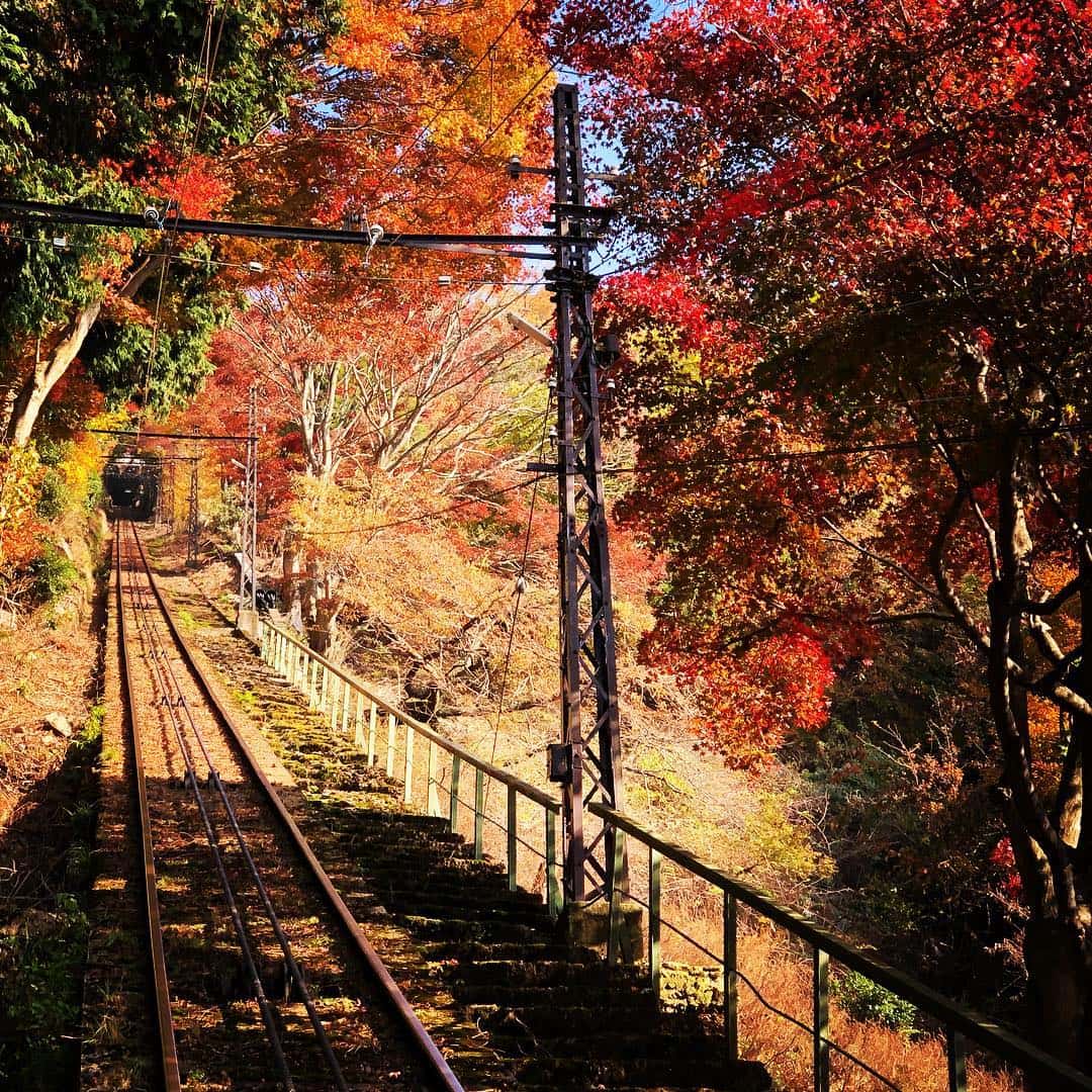 日本紅葉季景點-比叡山ドライブウェイは-大根炊祭-夢見之丘展望台夜賞紅葉&夜景