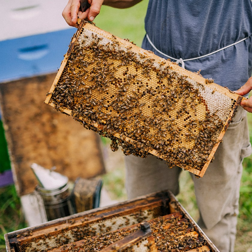 Person holding up a beehive with bees