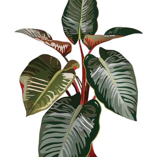 Philodendron_Red_Beauty_1