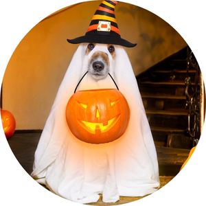 Dog in Halloween Ghost Costume Holding a Pumpkin Candy Bucket