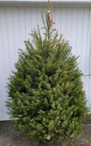 5-6' Douglas Fir Christmas Tree