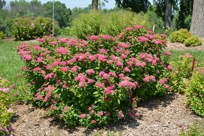 Azalea 'Red Demon' 2Gal – Lucan Country Gardens