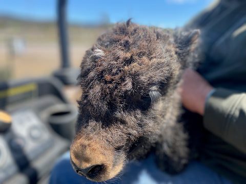 Baby Yak sitting on Ariel's lap; Chama NM; regenerative ranching; sustainable ranching