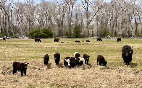 Yak; Grass-fed grass-finished meat; sustainable ranching; regenerative ranching; regenerative farming; sustainable farming; baby yaks; baby animals; spring 2023;