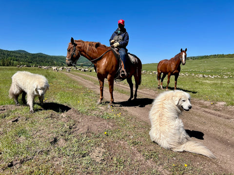 Shepherd's Lamb; Organic Sheep;Great Pyrenees;Herding Dogs; sustainable ranching