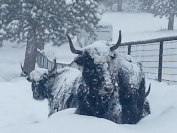 Yaks in Winter; Chama Valley Meat Company