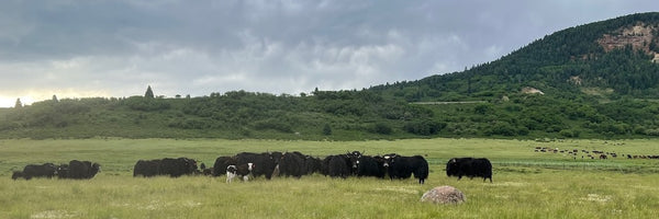 Yaks and cattle grazing lush mountain pasture