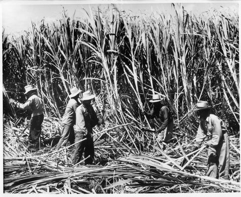 hawaii-sugar-plantation