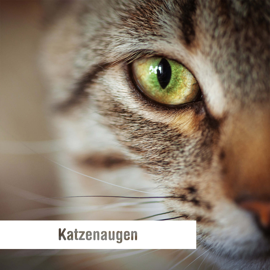 Braune Flecken Auge Katze