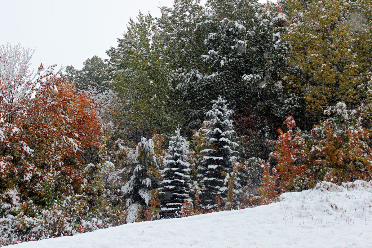 Snow_on_Trees