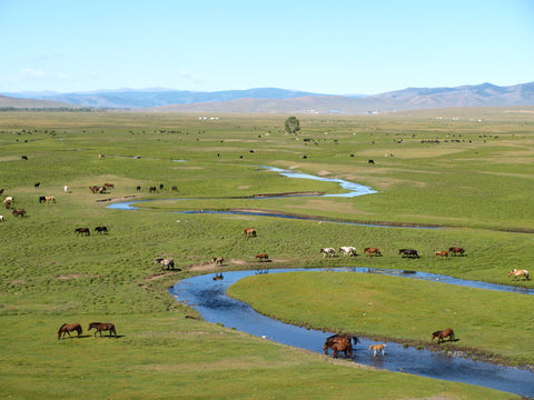 モンゴル　風景　LHAMOUR