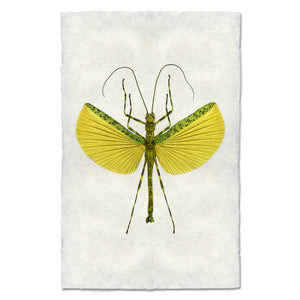 Lemon & Lime Stick Bug - Lichen or Knot Plant Company LLC