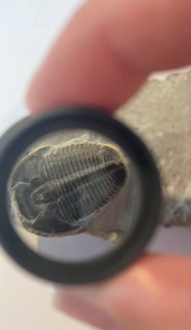 Stone magnifier showing a fossil 