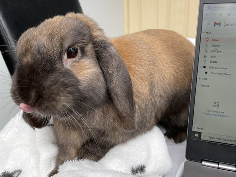 A small brown rabbit named Flynn