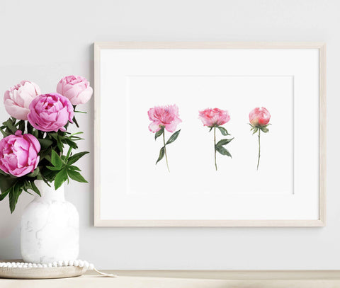 watercolor print of pink peonies framed on the wall. A vase of pink peonies is on the table in front of it.