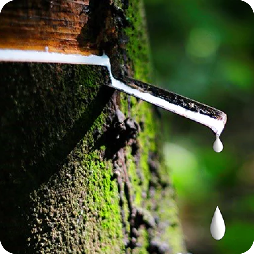 tree dripping