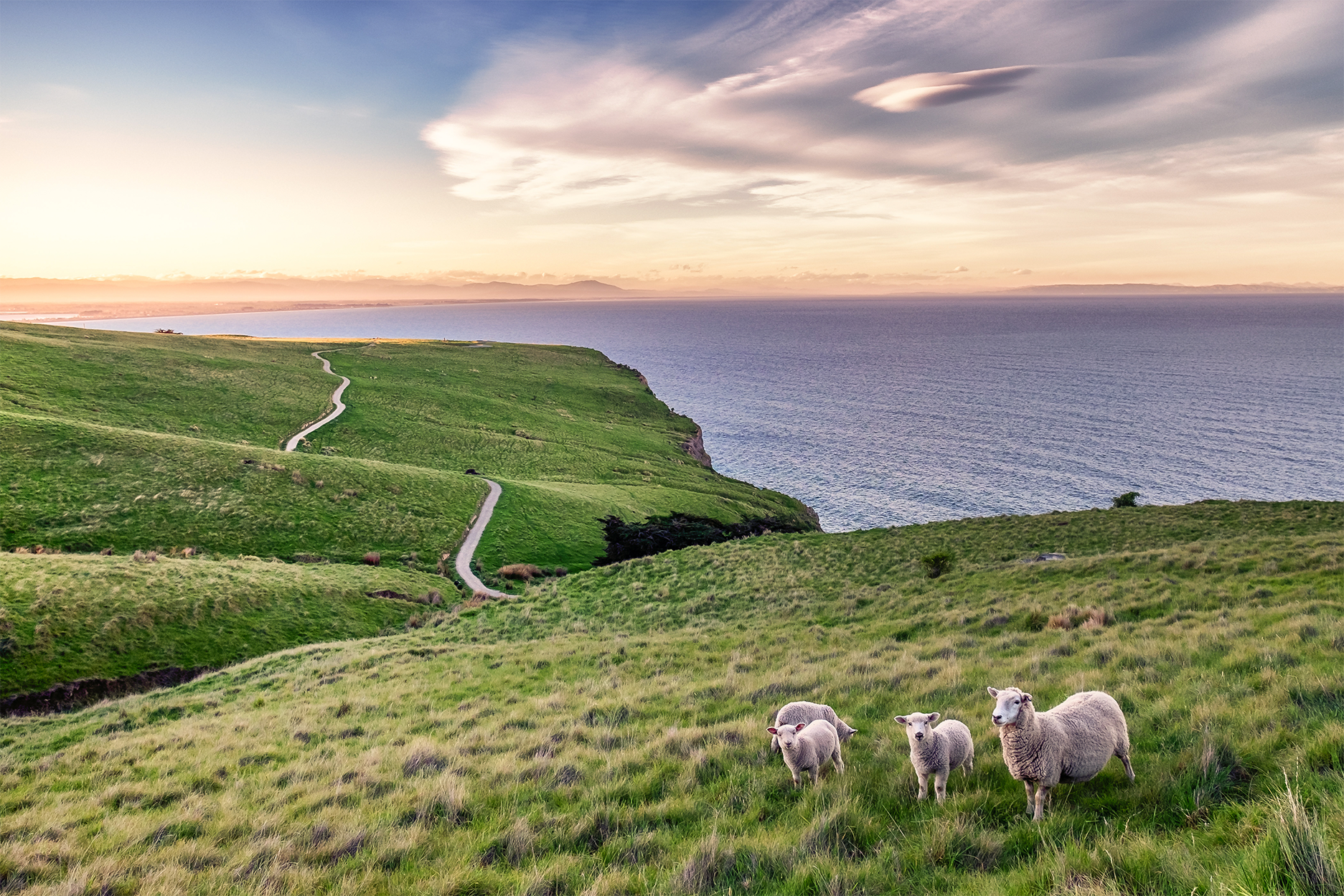 sheep on a cliff with the ocean in the background