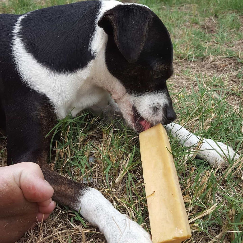 best healthy dog chews