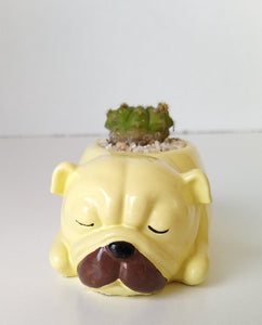 Puppy - PLANTER ONLY