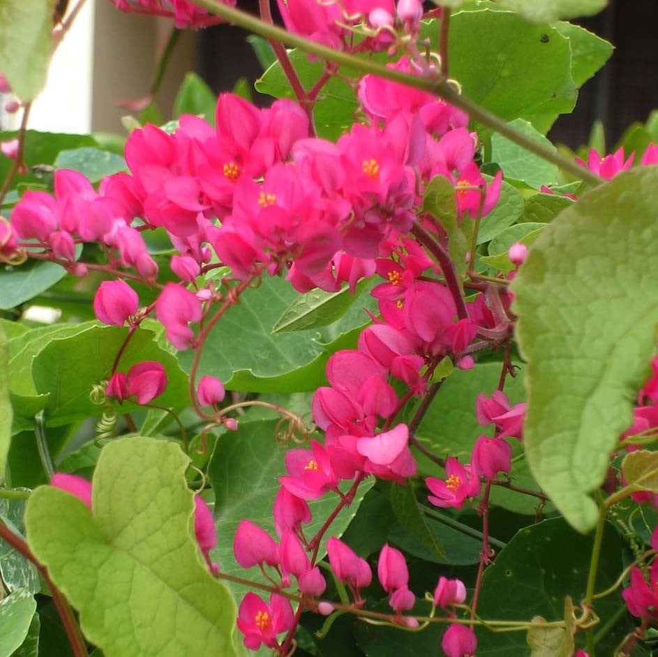 Vernonia Elaeagnifolia Curtain Creeper Plant – myBageecha