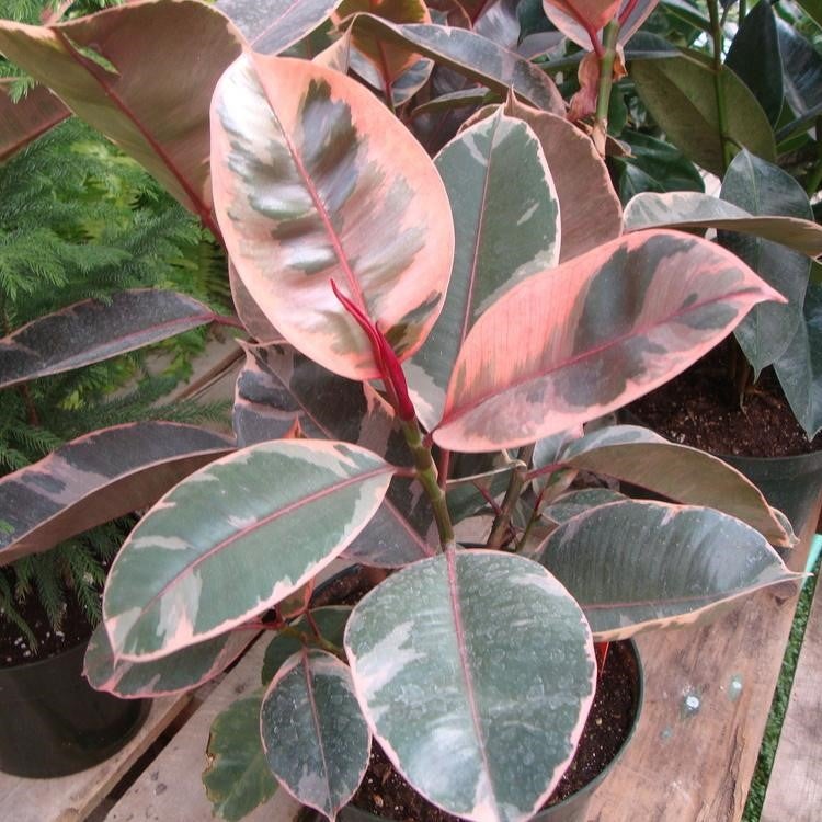 Ficus Elastica 'Robusta' - Gabbar Farms