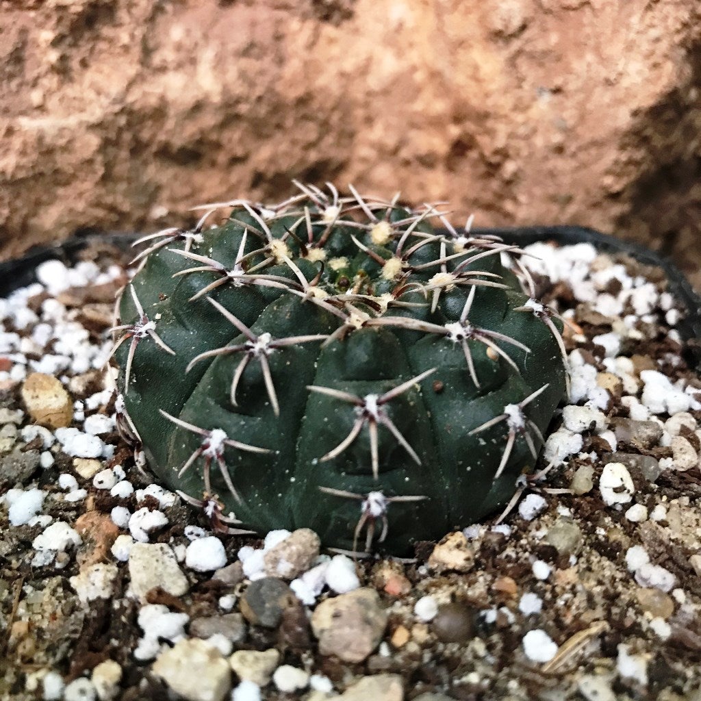 Gymnocalycium quhilianum x hybrid - Gabbar Farms