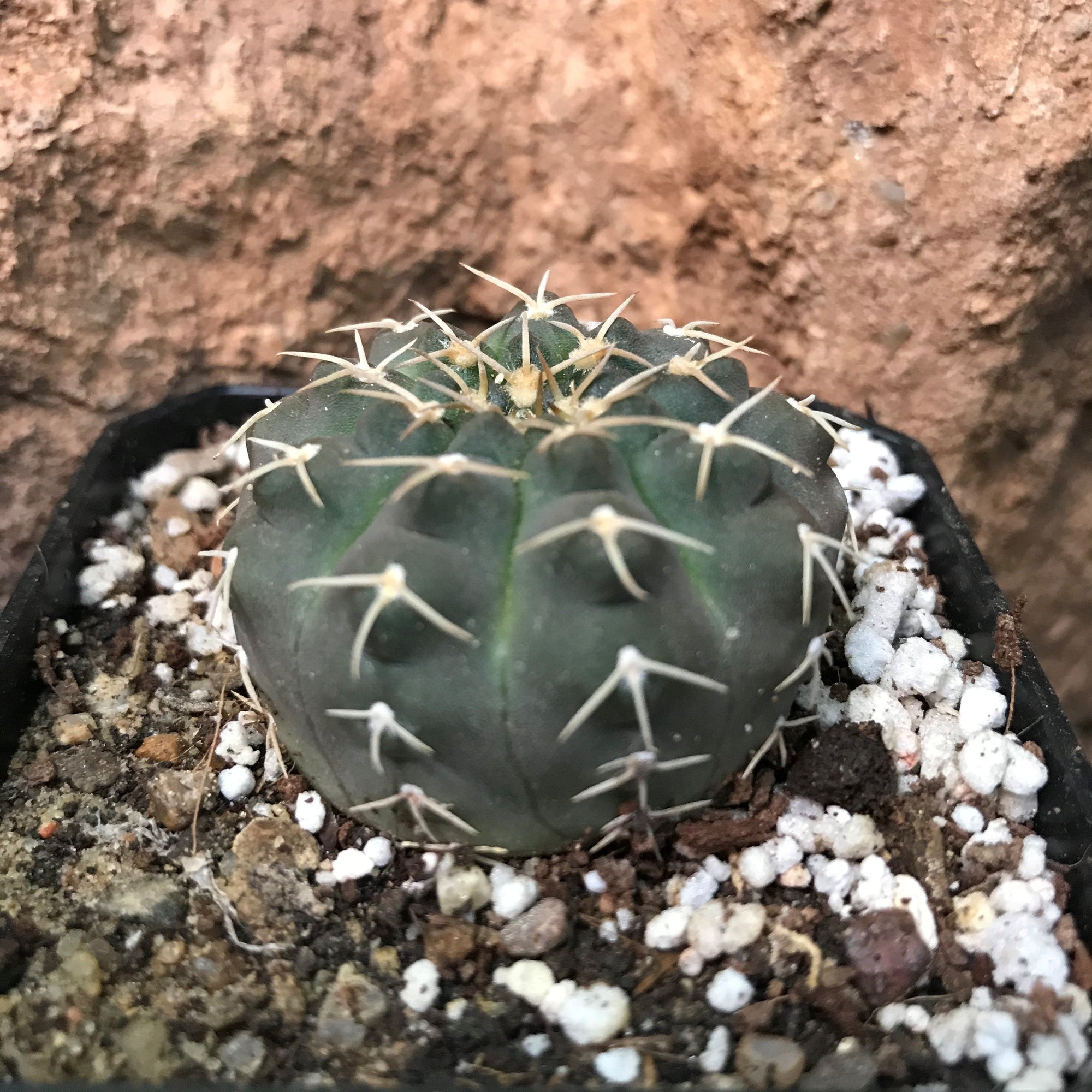 Gymnocalycium quhilianum x hybrid - Gabbar Farms