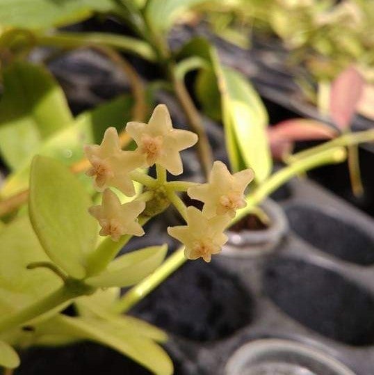 Hoya Pubicalyx Red Buttons - Gabbar Farms