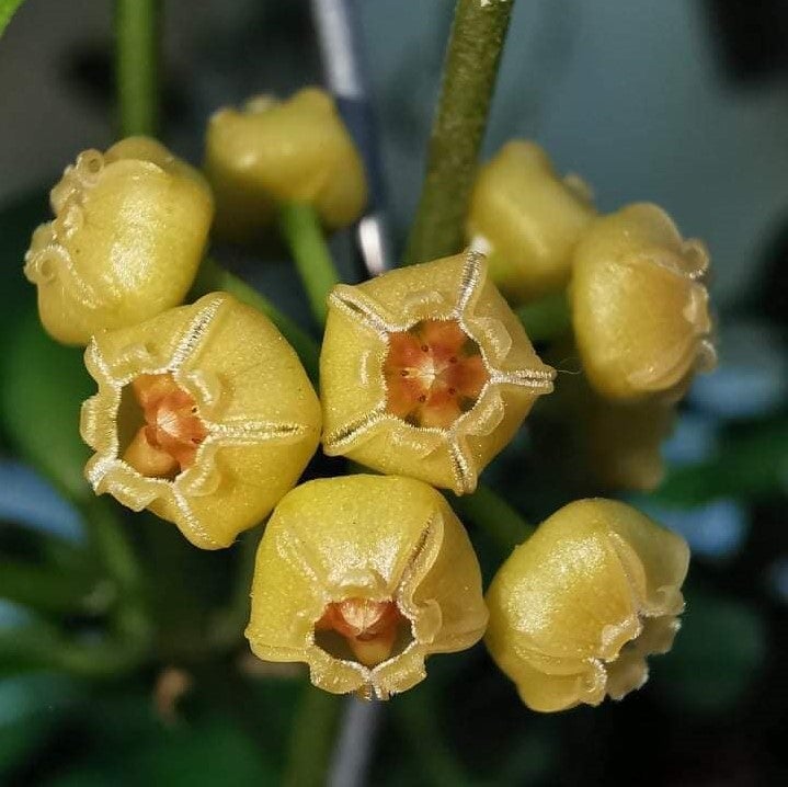 Hoya Blasherneazii - Gabbar Farms