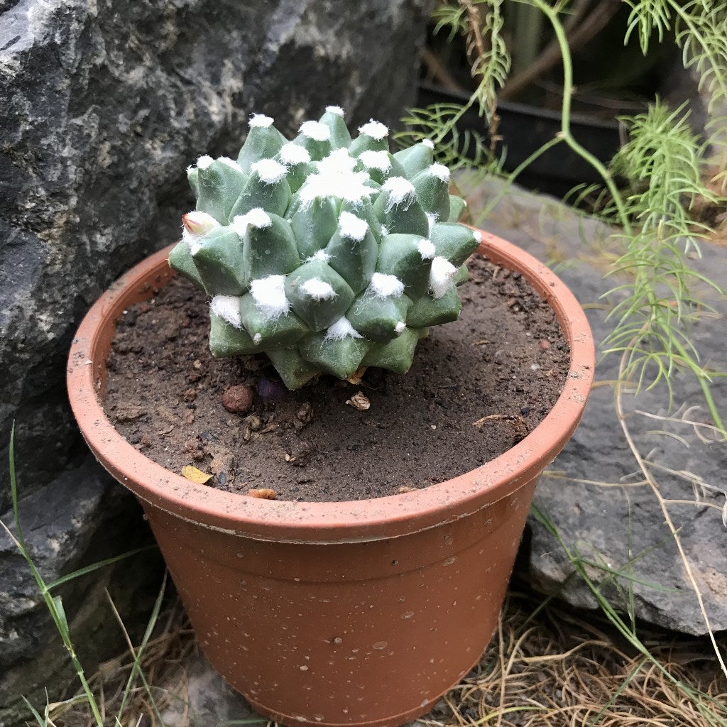 Mammillaria Bucareliensis cv. erusamu - Gabbar Farms