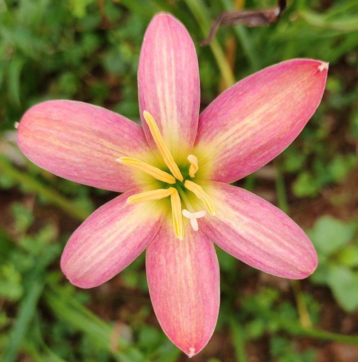 Zephyranthes 'Midas Touch