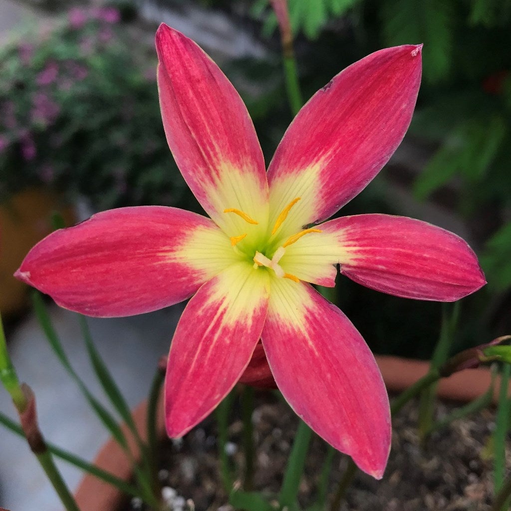 Zephyranthes 'Heart Throb