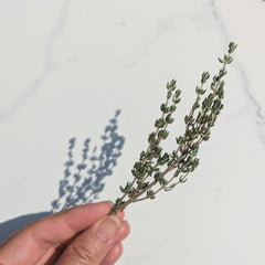 Thyme herb 