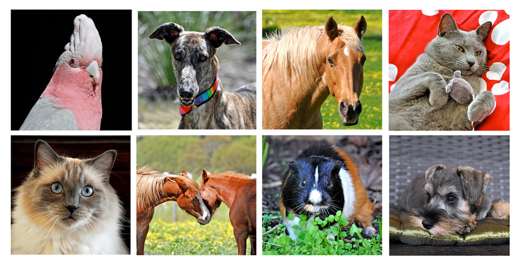 Rainbow farm photography pet portrait sessions