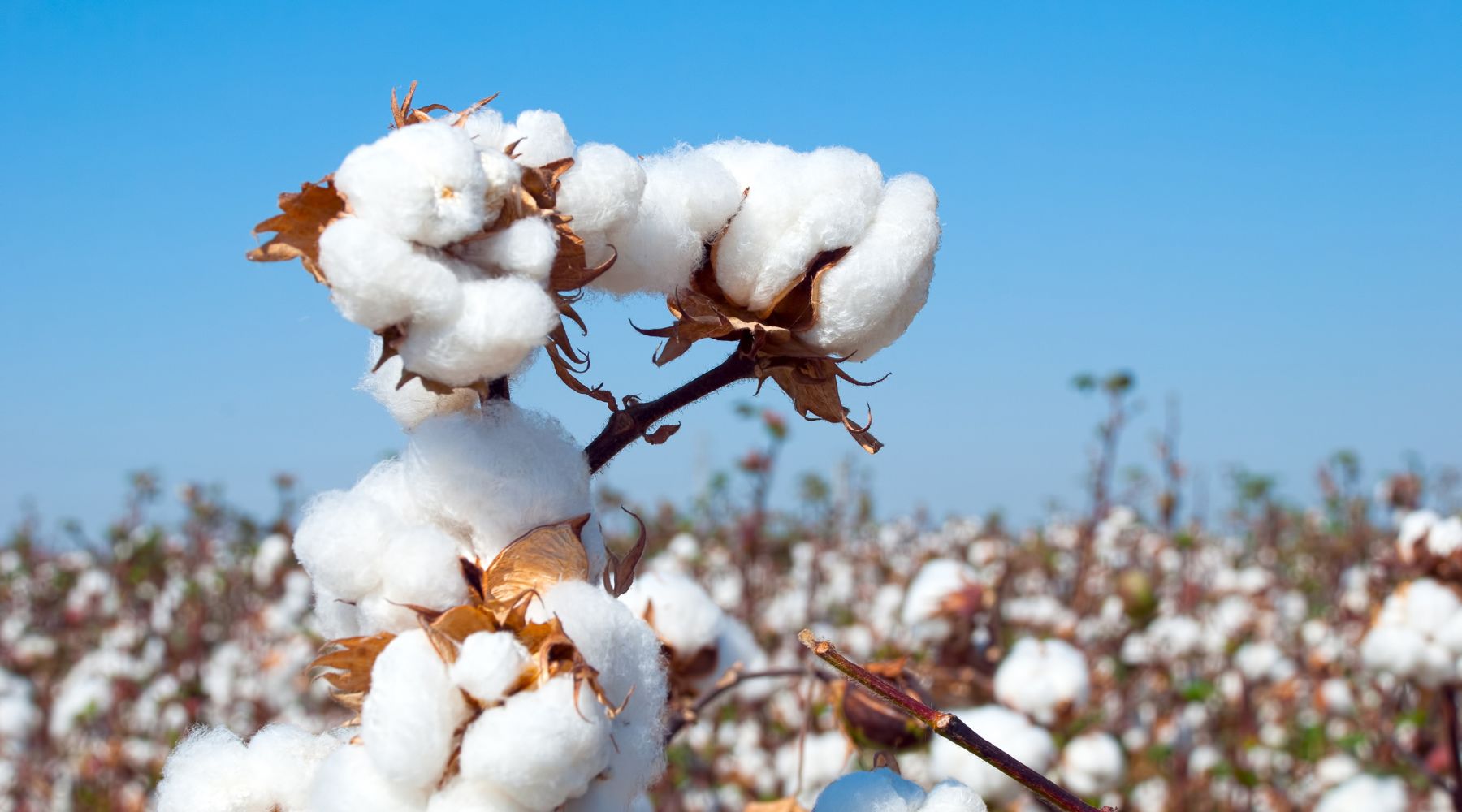 history of cotton