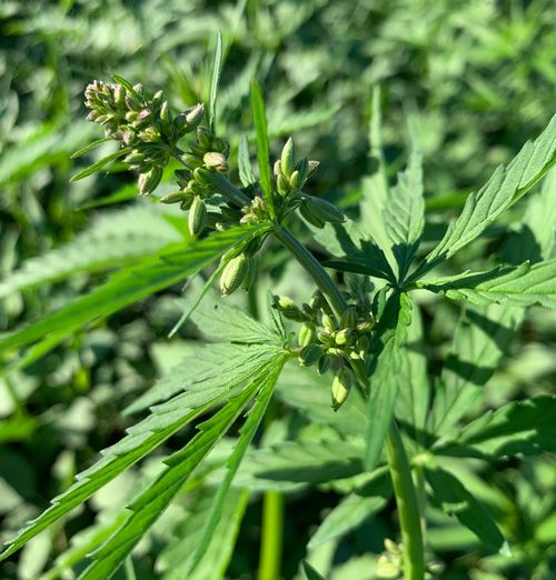 Flowering Hemp