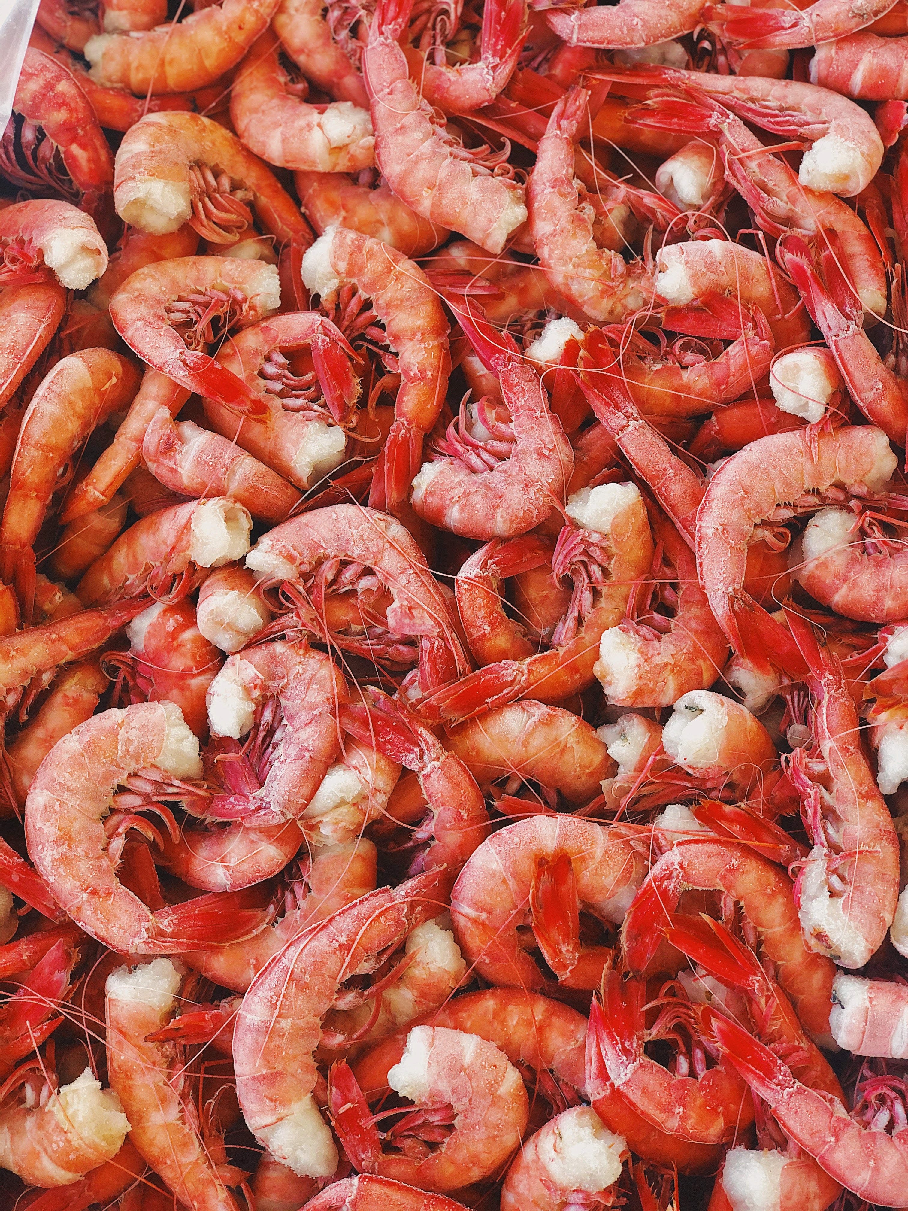 Royal Red Shrimp — Shrimp