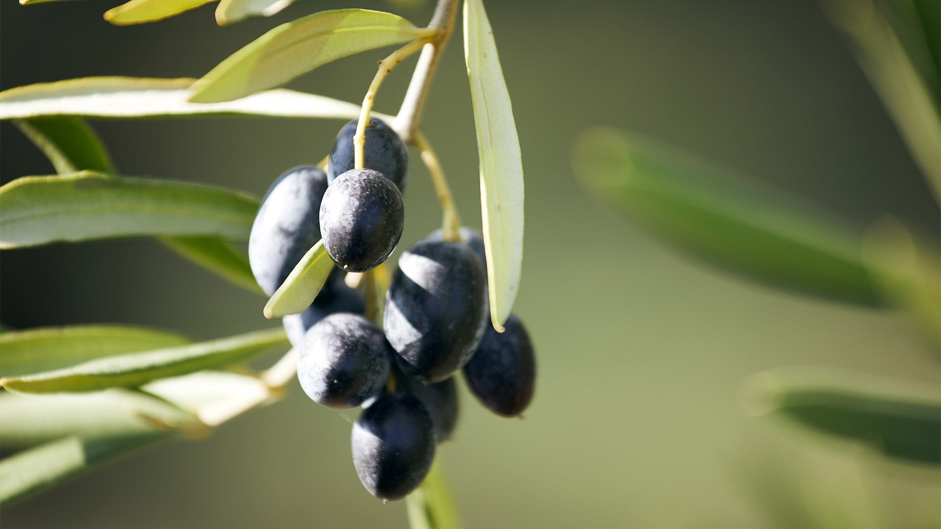 Dispenser piccolo per olio, aceto, salsa di soia OXO - Coltelleria Gianola  - Think Big, Buy Small!