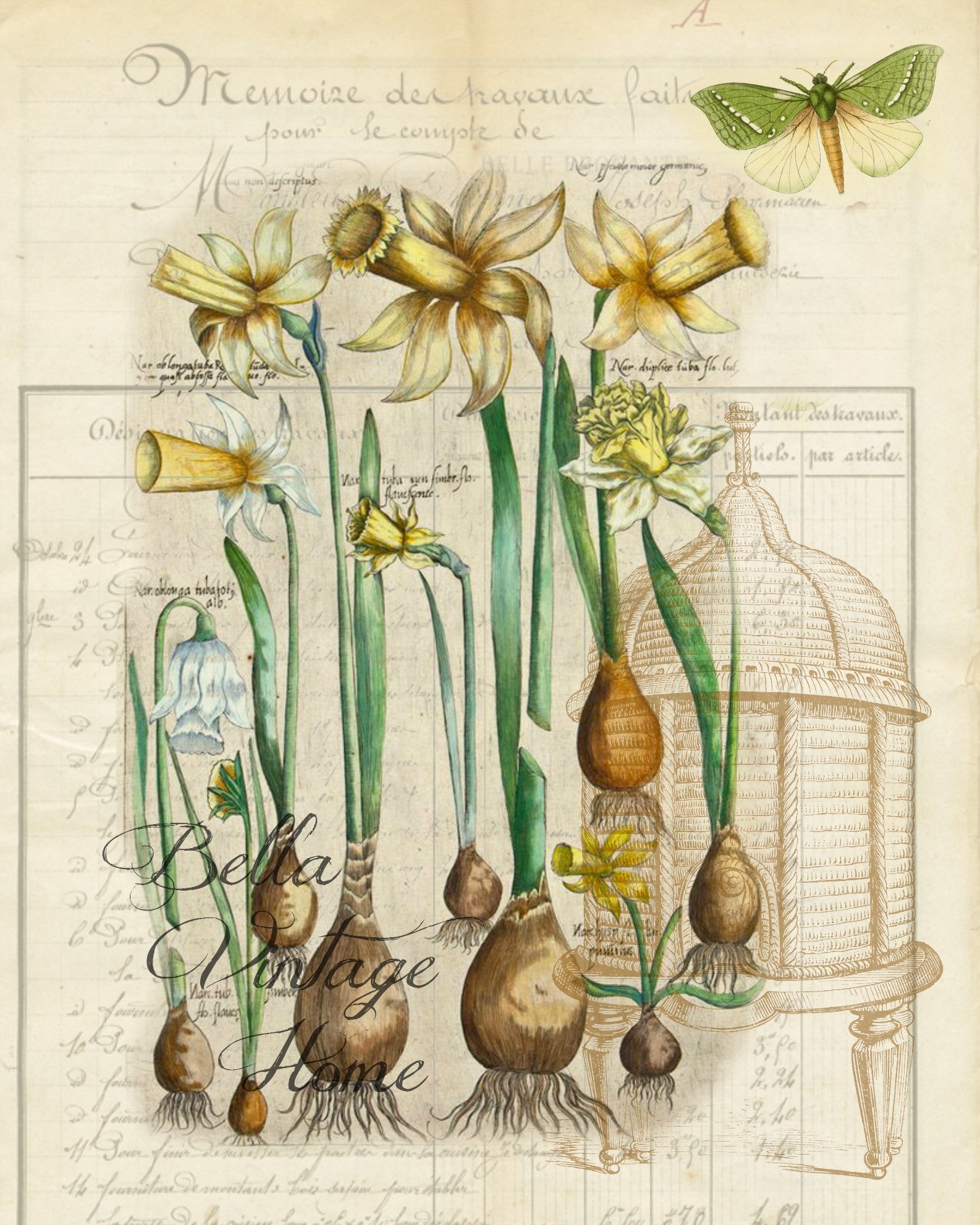 Красивая ботаника. Ботаническая иллюстрация Джон Уилкес. Ботанические иллюстрации луковичных растений. Ботаническая иллюстрация Джона уикелса.