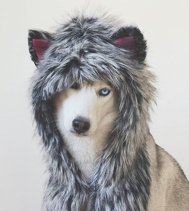 husky wearing faux fur hood