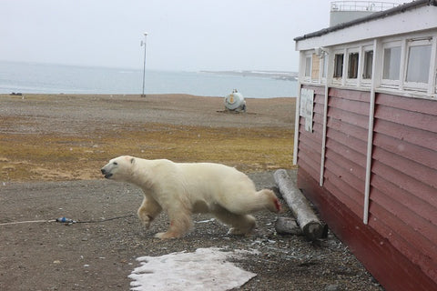 polar bear jumped out of window