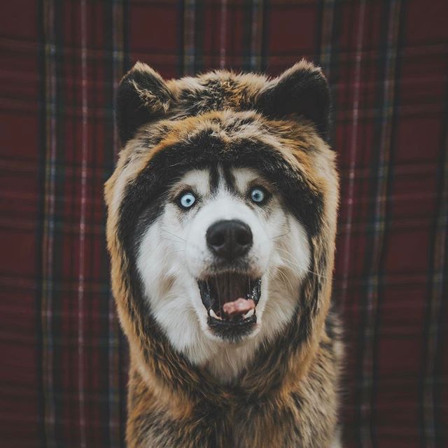 husky wearing faux fur shawl