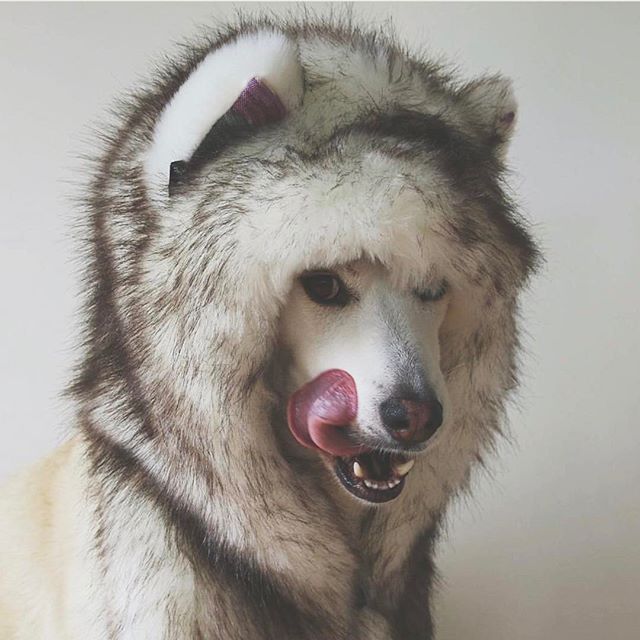 husky wearing faux fur shawl while licking face