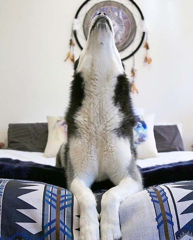 dog howling while hanging over couch on faux fur blanket
