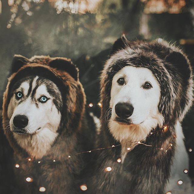 two dogs wearing faux fur shawls