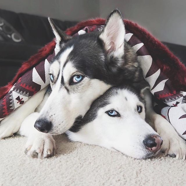 two husky dogs lying on top of each other with faux fur throw over them