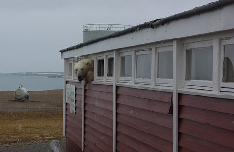 polar bear hanging out window