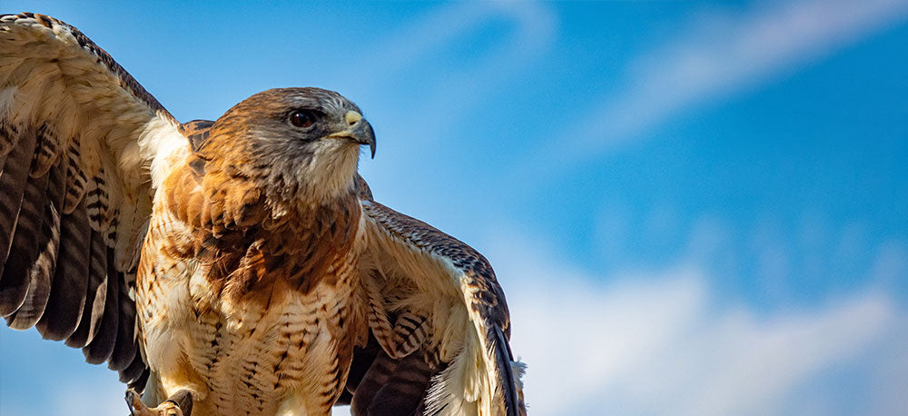 hawk perched in branch