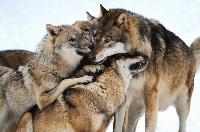 10 Reasons Why Your Spirit Animal Might Be A Wolf - SpiritHoods